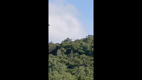eagle flying