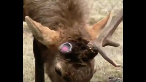 It’s really weird how animals are losing their antlers!