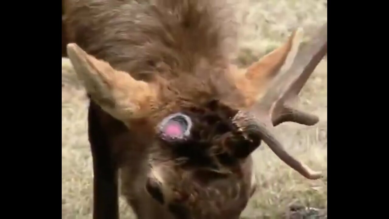 It’s really weird how animals are losing their antlers!