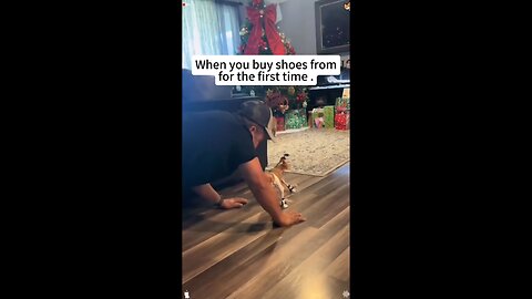 animal wear shoos