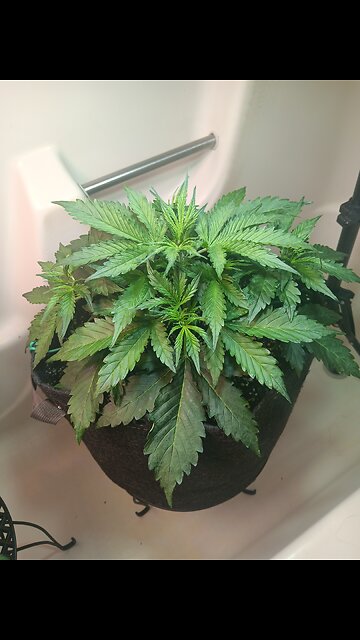 Gorilla cookies week 3 day 1