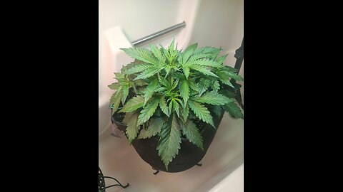 Gorilla cookies week 3 day 1