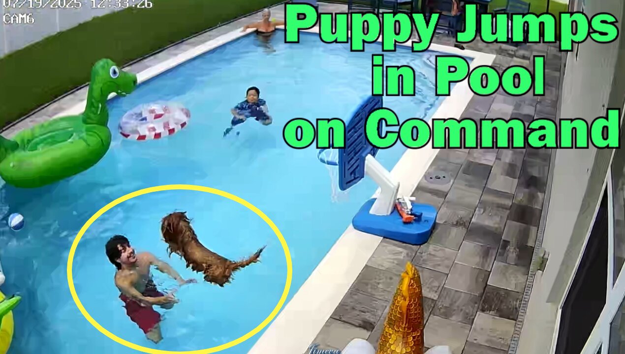 Puppy Jumps in Pool on Command