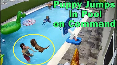 Puppy Jumps in Pool on Command