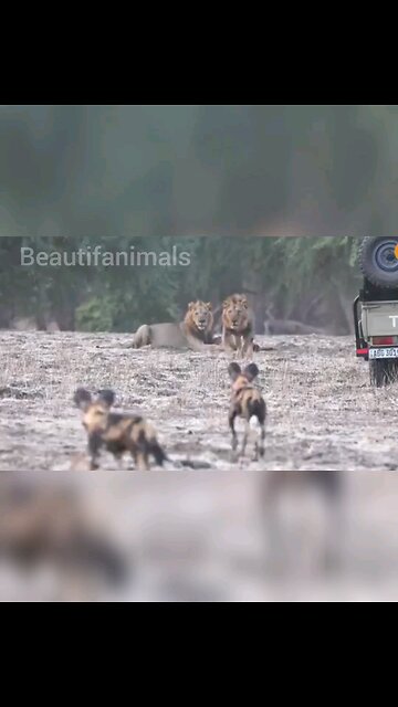 Lion and wild dog fight in hunting#