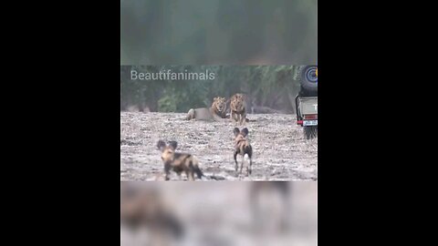 Lion and wild dog fight in hunting#