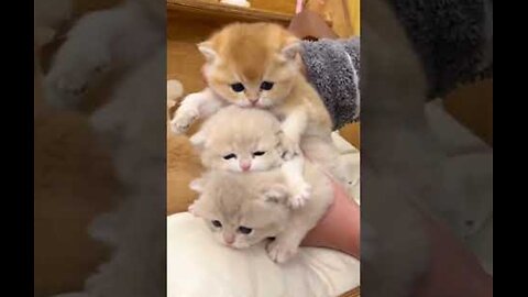 🐱 Funny cat videos | cute cats | Try not to laugh | Cat videos Compilation #shorts 🐈