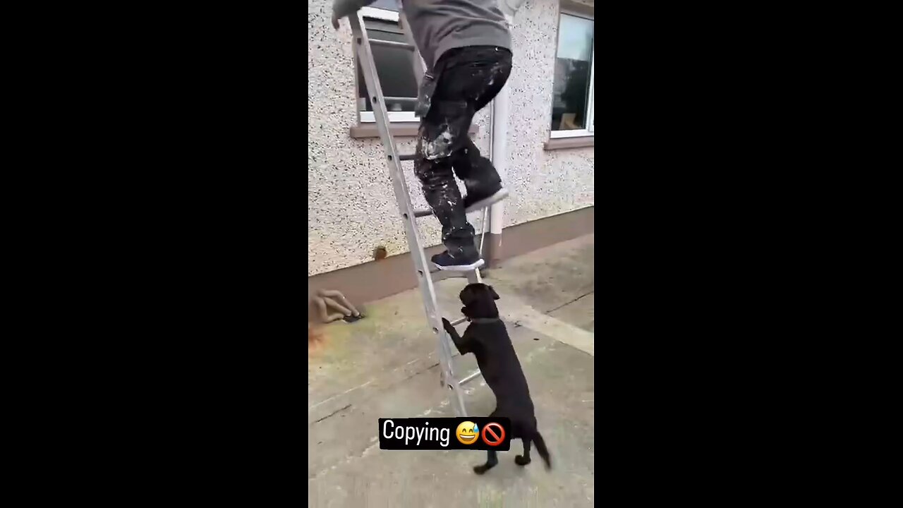tog imitating people