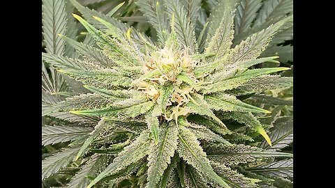 Wedding cheesecake week 14 day 1