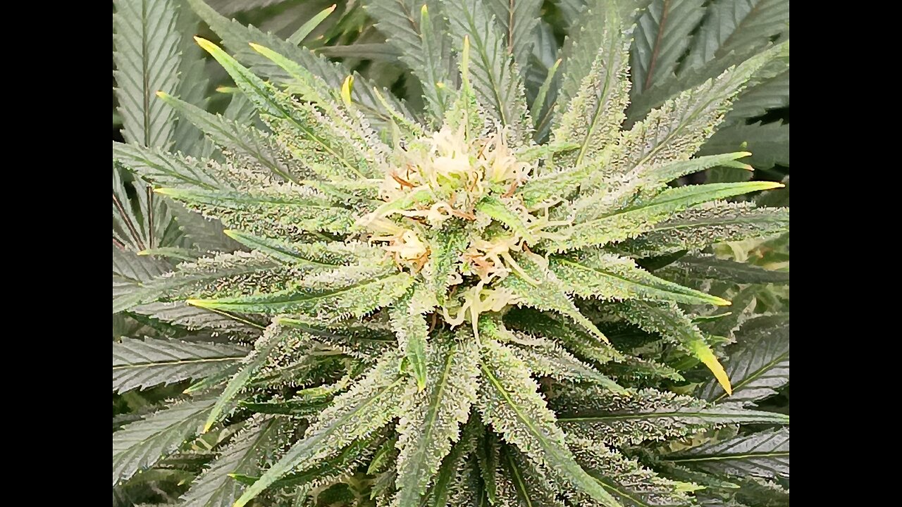 Wedding cheesecake week 14 day 1