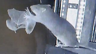 German study shows rats catching bats for 1st timE Eenabling bat pathogens coronaviruses