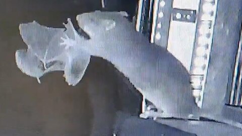 German study shows rats catching bats for 1st timE Eenabling bat pathogens coronaviruses