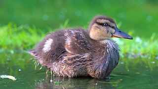 The 4 Mallard Duck Ducklings Foraging in Shallow Waters