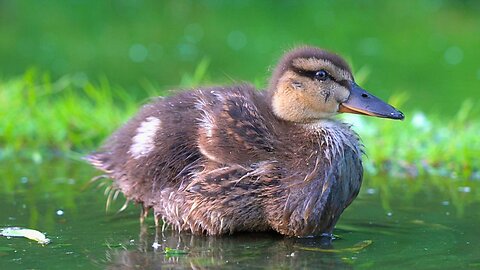 The 4 Mallard Duck Ducklings Foraging in Shallow Waters