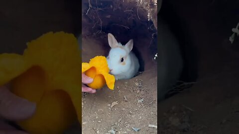 Stop digging holes and come out to eat. Cute rabbits. Cute little country pets.