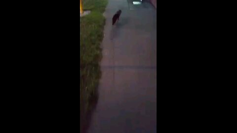 My cat walks in and out the local shop lol