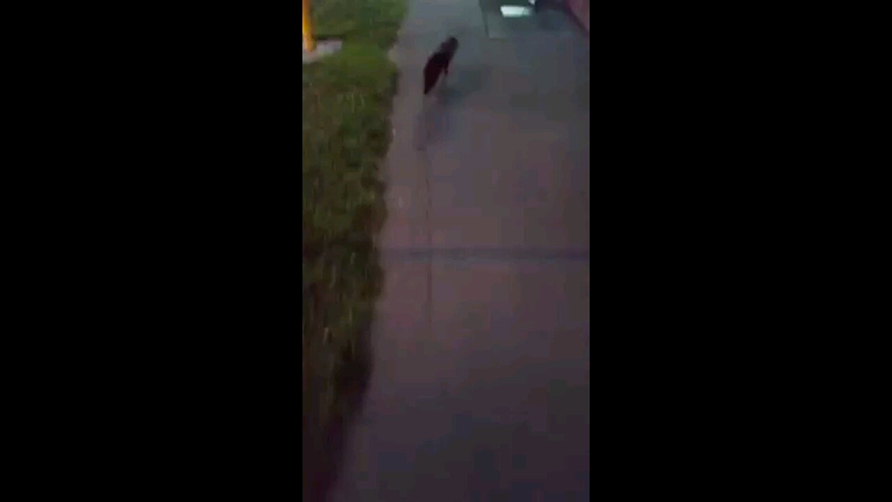 My cat walks in and out the local shop lol