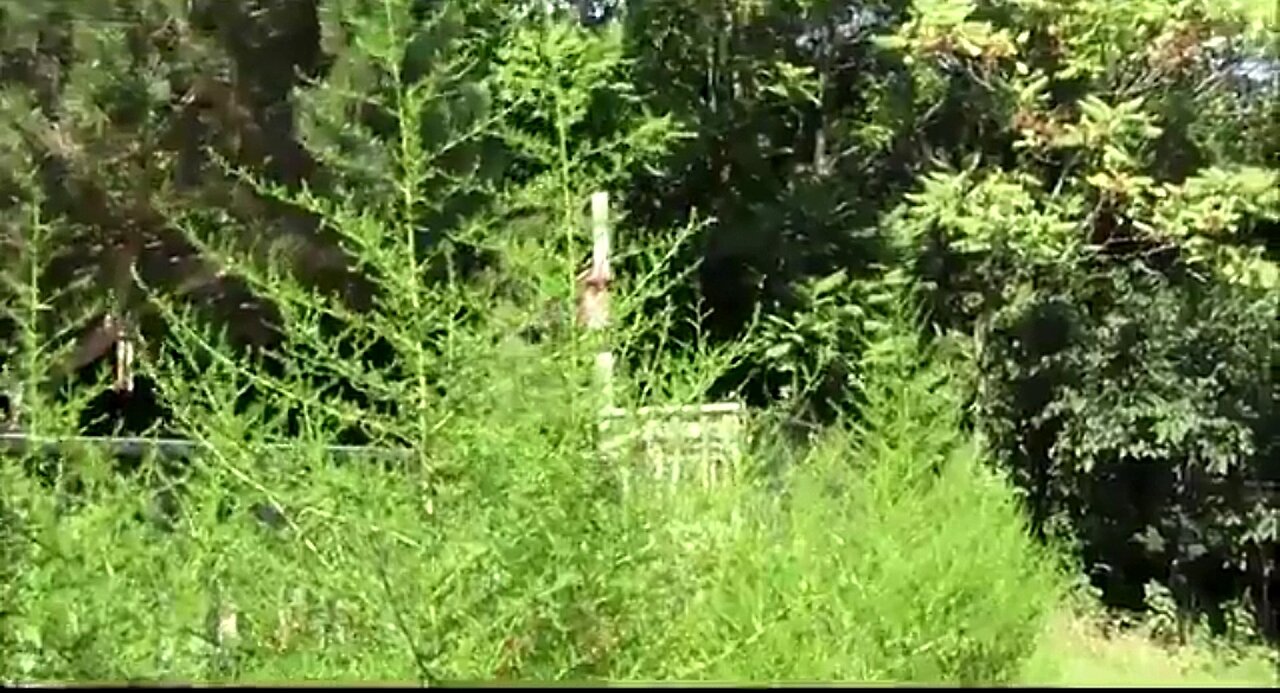 HARVESTING SWEET WORMWOOD 💕