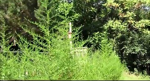 HARVESTING SWEET WORMWOOD 💕