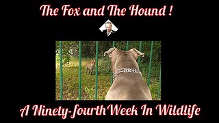A Ninety-fourth Week In Wildlife - The Fox and The Hound !
