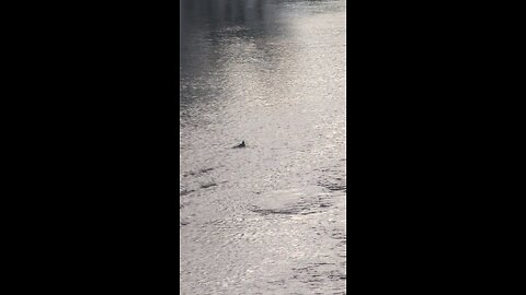 Duck River