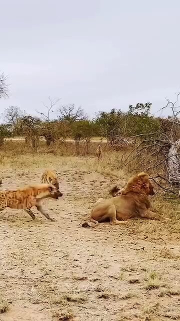 Lion attack