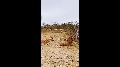 Lion attack
