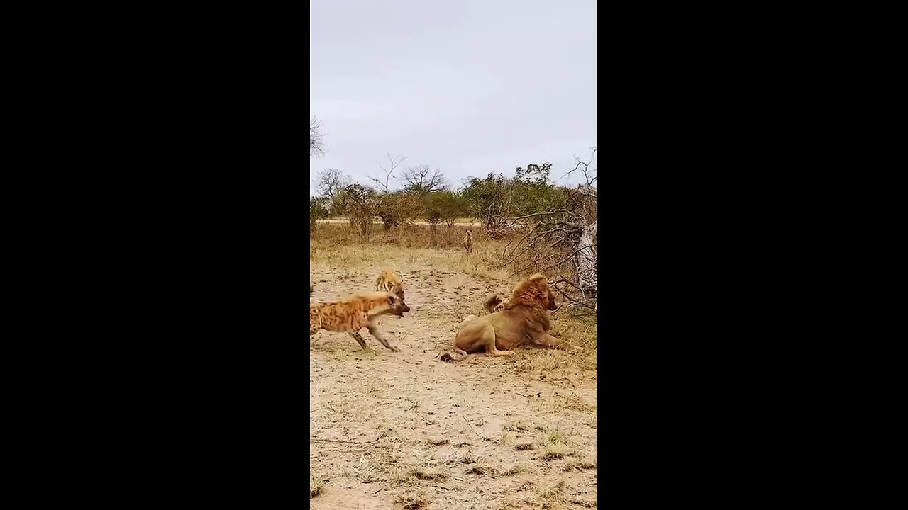 Lion attack