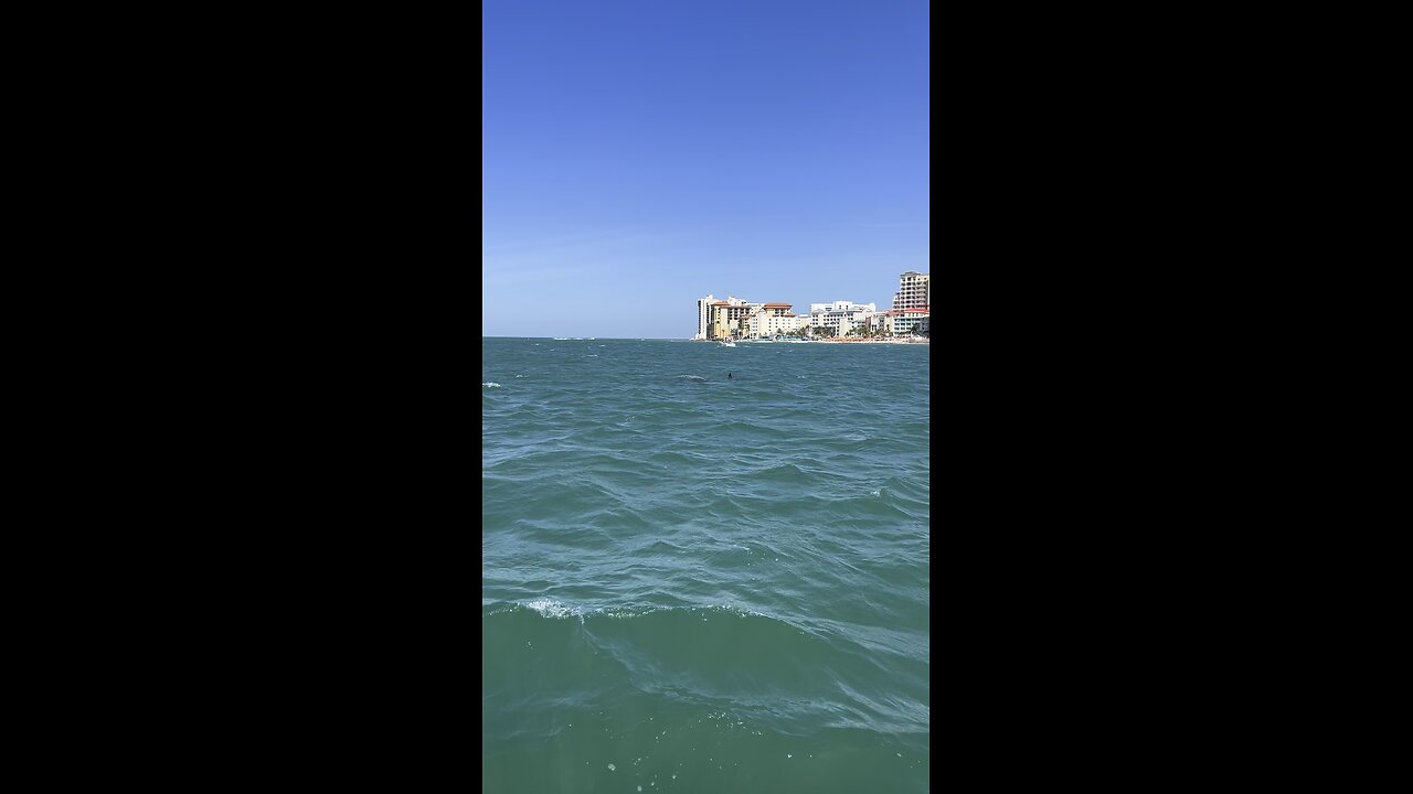 Swimming dolphins