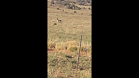 Antelope