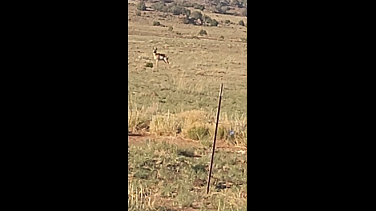 Antelope