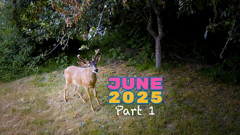 2025 June Trail Camera Part 1