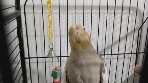cockatiel whistle training fun