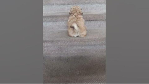 Jax climbing the steps.