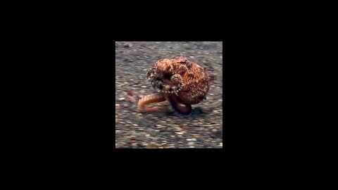 animal