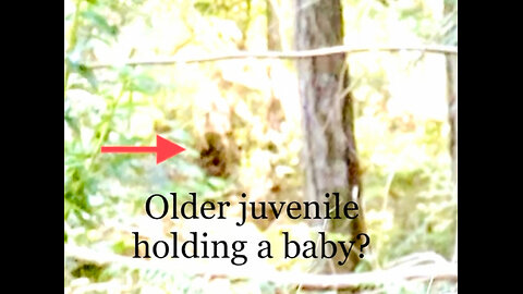Juvenile Sasquatch holding a baby Sasquatch!
