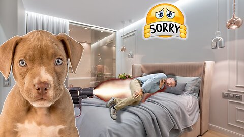 UNBELIEVABLE! Dog shoots owner in the bedroom
