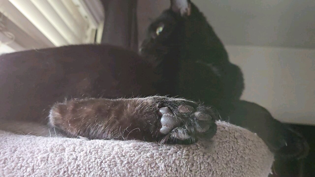 black paws matter
