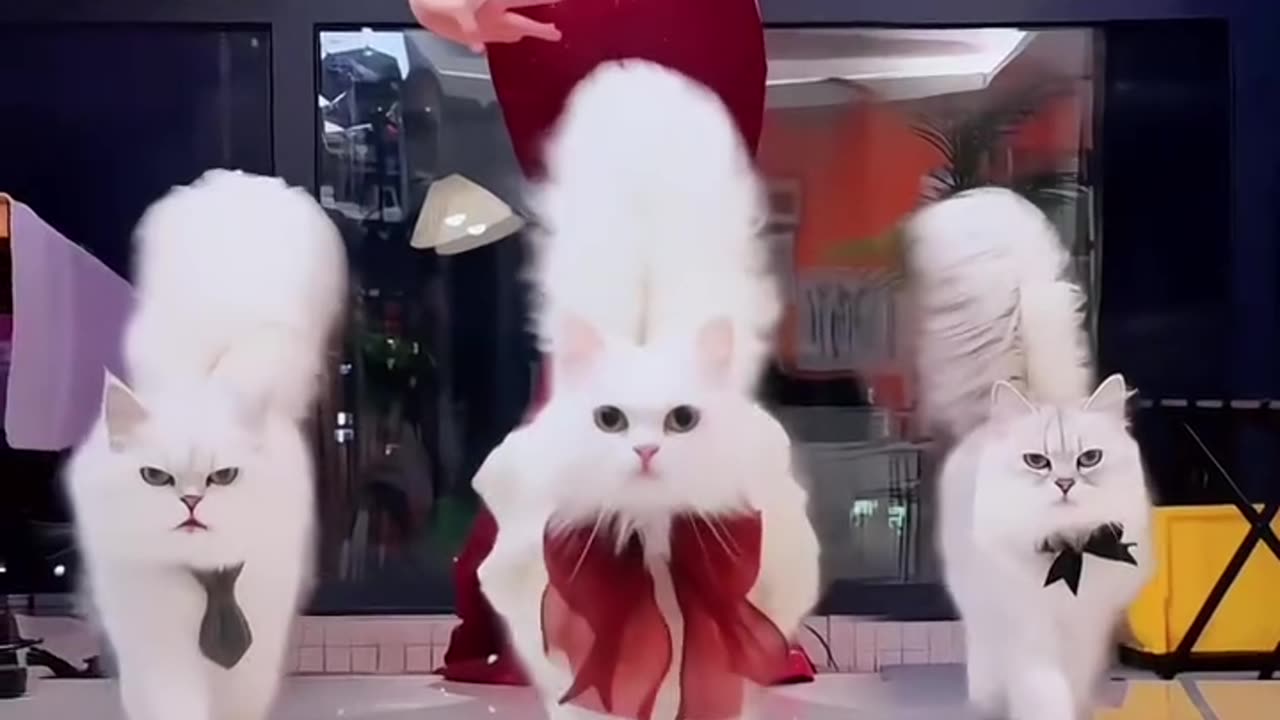 Cat Quieen
