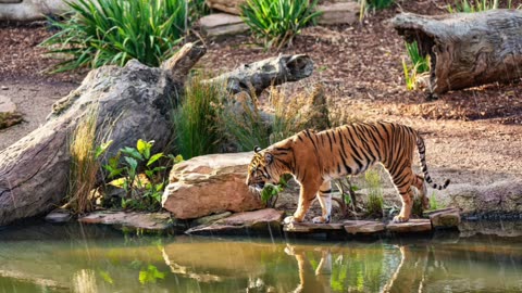 Tiger in the Rain | 1 Hour Relaxing Nature Sounds with Calming Ambient Music for Sleep, & Meditation