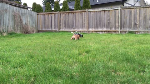 exploring the new backyard vol 2!