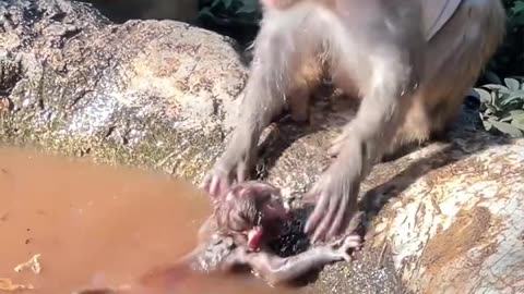 Monkey injoy in water