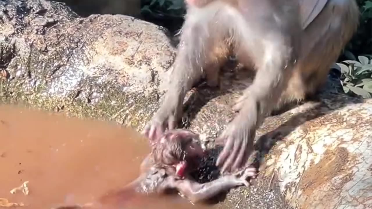 Monkey injoy in water