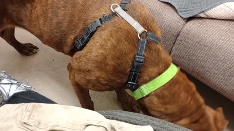 Cheyenne 3y A852181 she's fun lovin, climbs walls happy lady, from kennel 145 PACC shelter2025914195