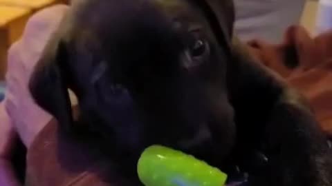 The cutest Black Lab puppy