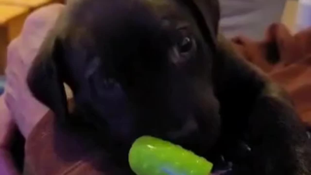 The cutest Black Lab puppy
