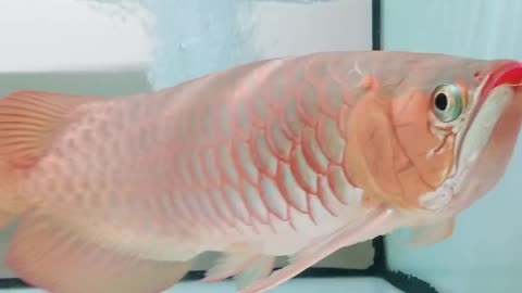 Why Arowana is Called the Dragon Fish