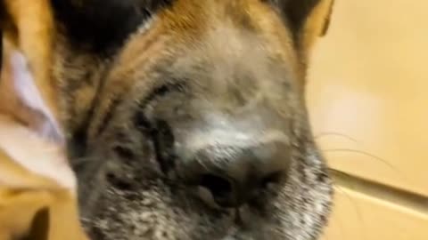 Adopting a dog