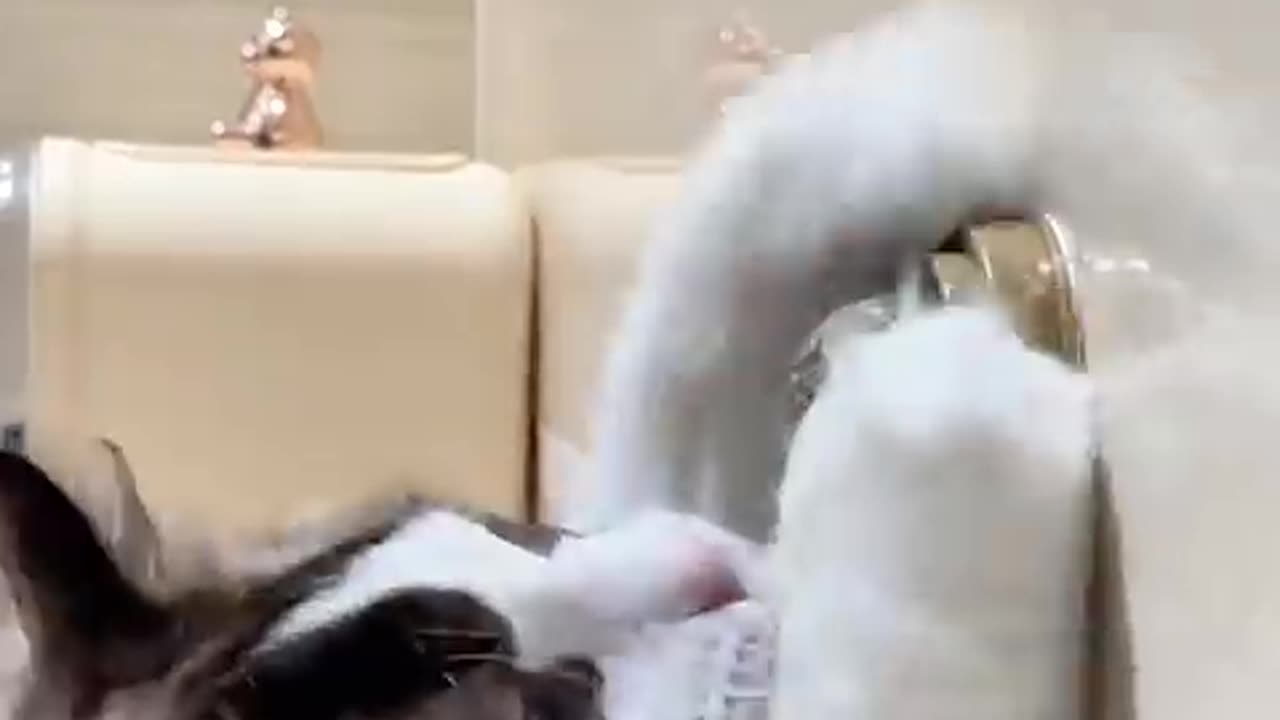 Cute cat 🐱