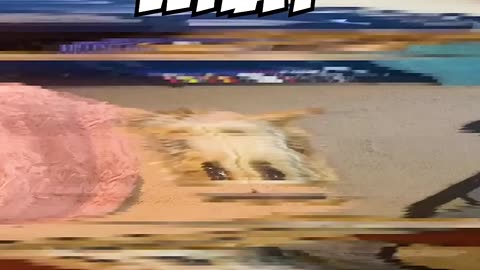 Funny Animals 2